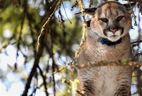 cougar news